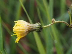 Sonchus palustris