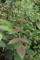 Rhus chinensis