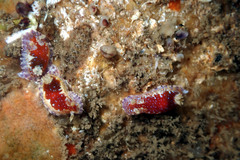 Chromodoris alternata