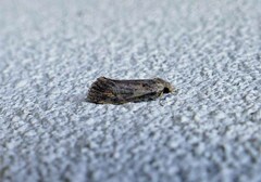 Acrolophus popeanella