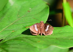 Notocrypta curvifascia