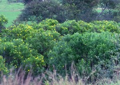 Osteospermum moniliferum