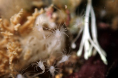 Hydrozoa