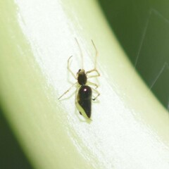 Coleosoma