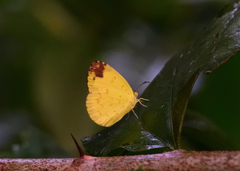 Eurema blanda