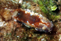 Chromodoris alternata