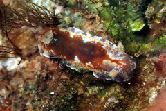 Chromodoris alternata