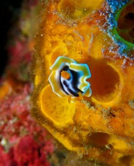 Chromodoris magnifica