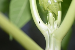 Coleosoma