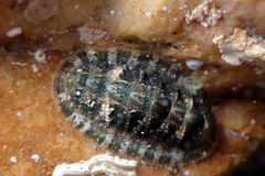 Rhyssoplax tricostalis