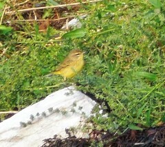 Setophaga palmarum hypochrysea