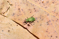 Pachyrhinus lethierryi