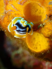 Chromodoris magnifica
