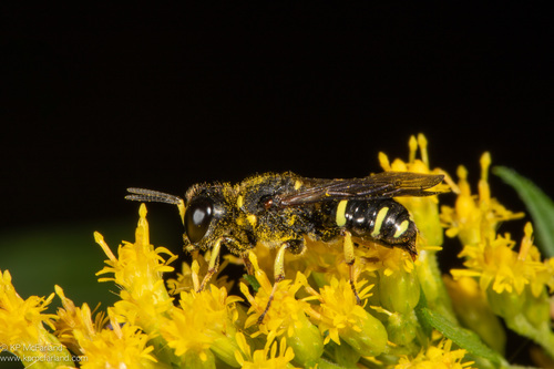 Common Ectemnius