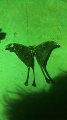 Coscinocera hercules