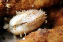 Acar squamosa