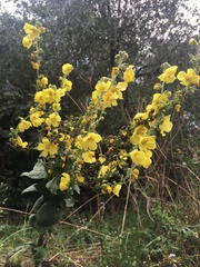 Verbascum phlomoides