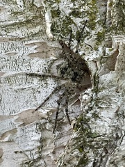 Philodromus margaritatus