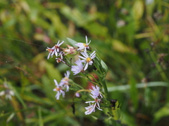 Tripolium pannonicum