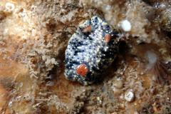 Hypselodoris saintvincentius