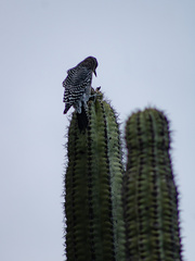 Melanerpes hypopolius