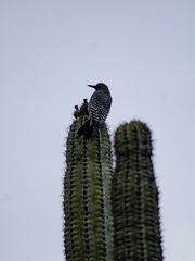 Melanerpes hypopolius