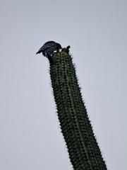 Melanerpes hypopolius