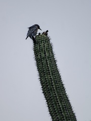 Melanerpes hypopolius