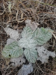 Salvia aethiopis