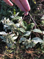 Pycnanthemum albescens