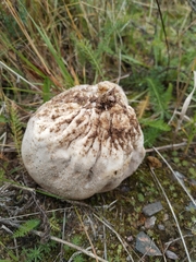 Lycoperdon utriforme