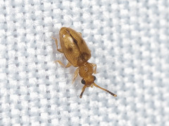 Psammoecus triguttatus