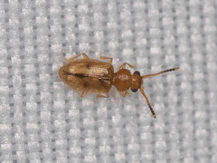 Psammoecus triguttatus
