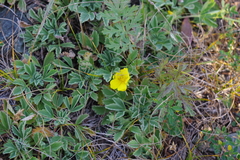 Potentilla acaulis