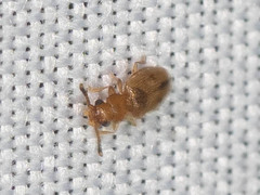 Psammoecus triguttatus