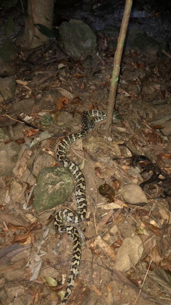 Carpet Python from Cape Tribulation, QLD, AU on September 29, 2022 at ...