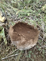 Lycoperdon utriforme