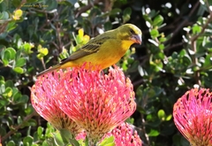 Crithagra sulphurata