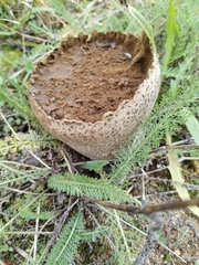 Lycoperdon utriforme