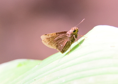 Ancistroides nigrita
