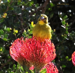 Crithagra sulphurata