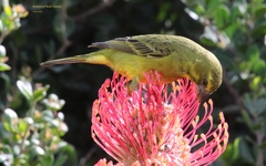 Crithagra sulphurata