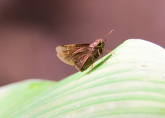 Ancistroides nigrita