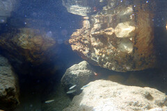 Aldrichetta forsteri