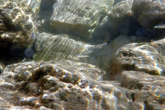 Aldrichetta forsteri