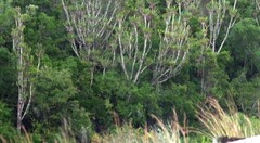 Euphorbia triangularis