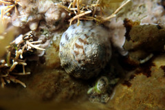Bembicium nanum