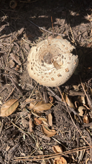 Chlorophyllum brunneum