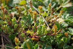 Gentiana squarrosa