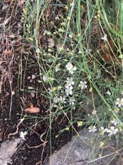 Caryophyllaceae